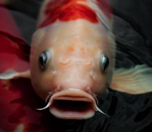 Friendly koi approaching the surface of the pond.