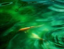 murky green koi pond