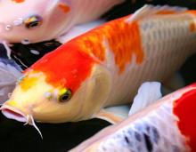 Kohaku koi fish