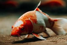 Koi fish walking on the ground.