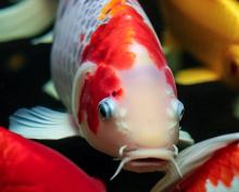 Keeping Koi fish as pets.