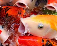 Koi eating at the water surface