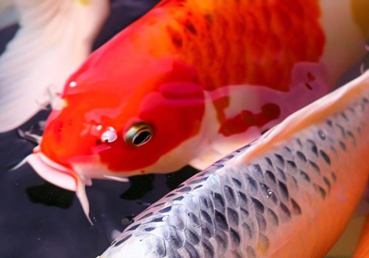 Hikaru the Koi in his pond